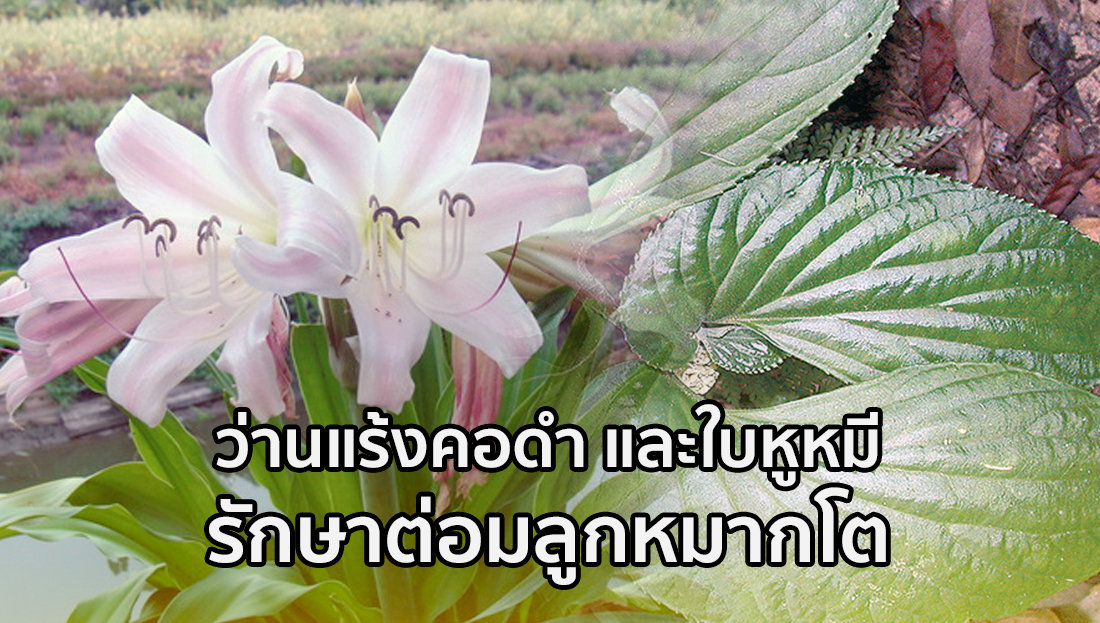 Website เปลียนรูป 15