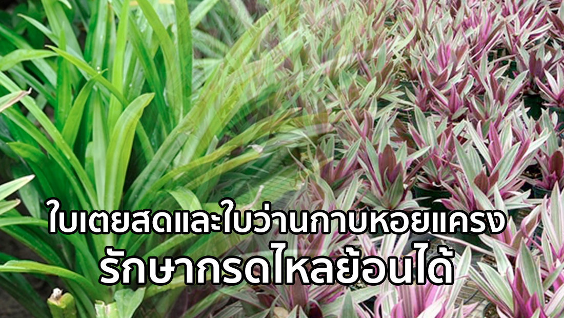 Website เปลียนรูป 4 5