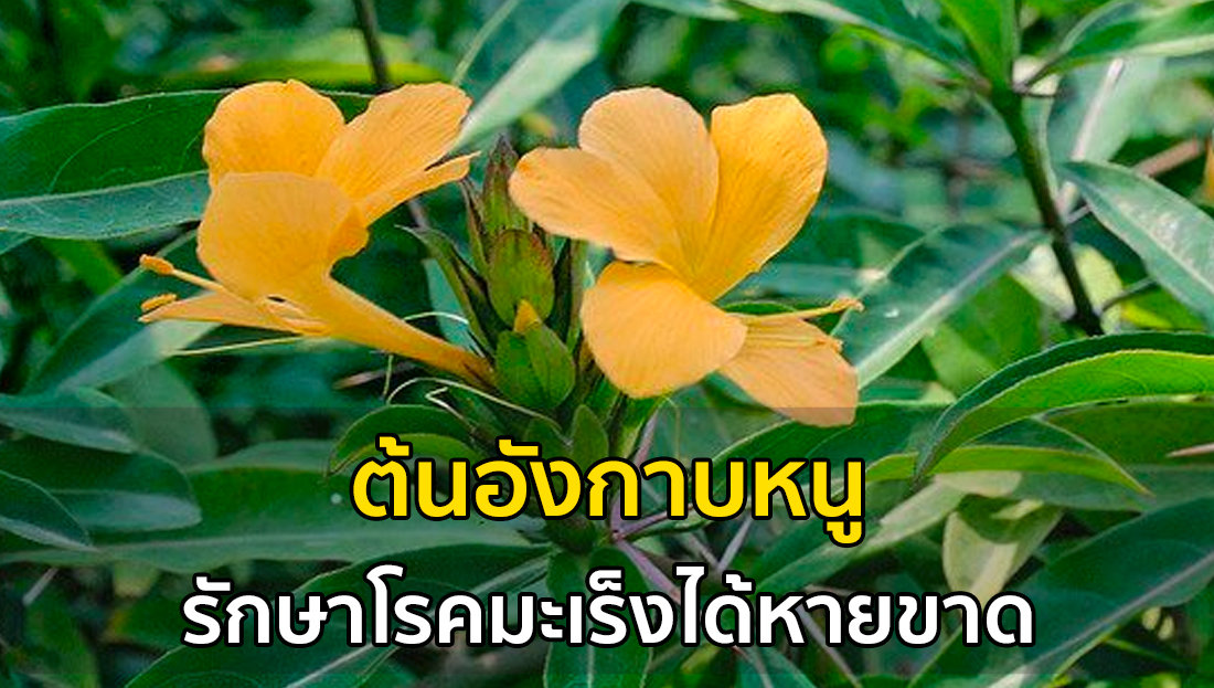 Website เปลียนรูป 2