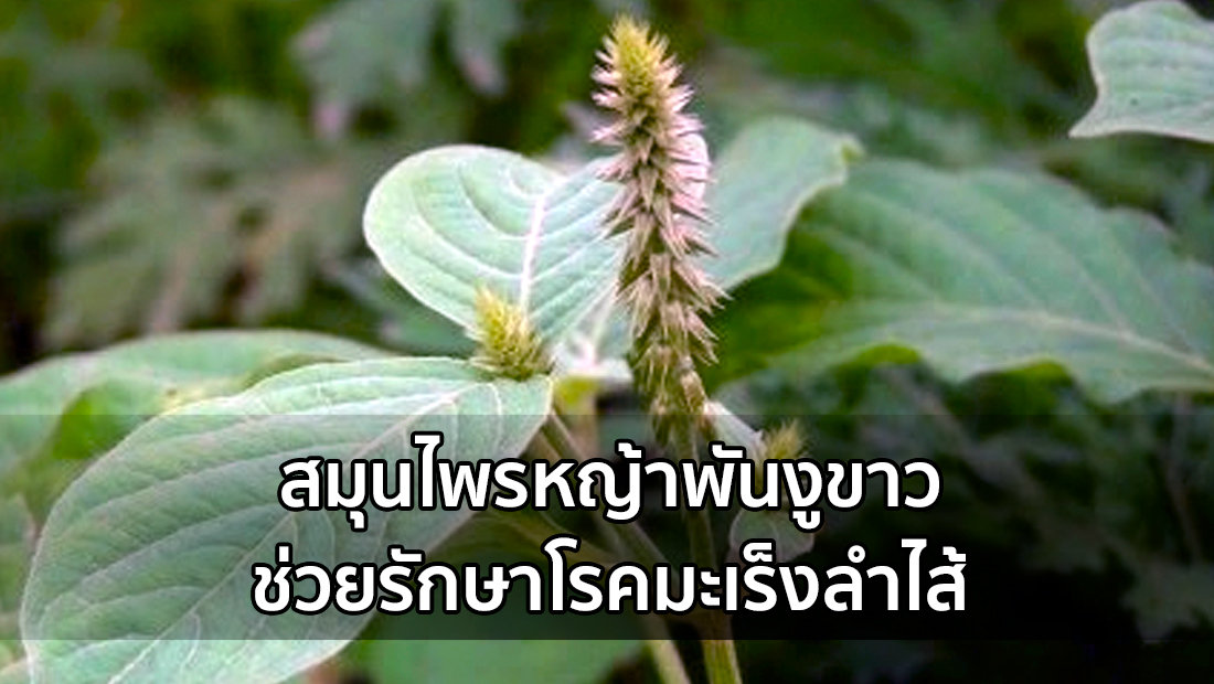 Website เปลียนรูป