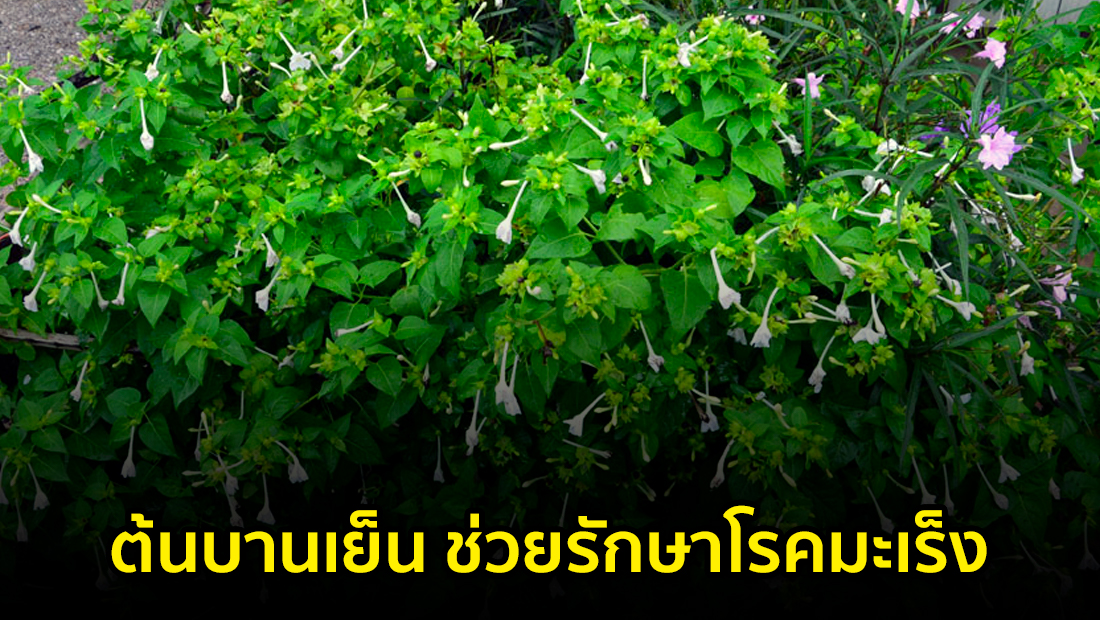 Website เปลียนรูป 21