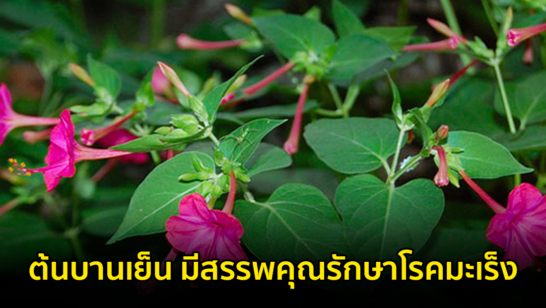 Website เปลียนรูป 12