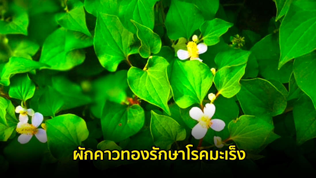 Website เปลียนรูป 4