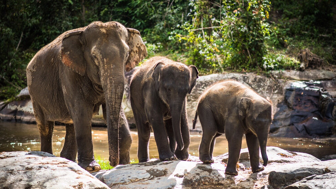 เตรียมใช้วัคซีนคุมกำเนิดช้างป่า นำร่อง 5 จังหวัดภาคตะวันออก
